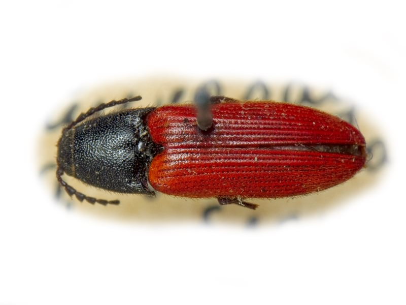 Ampedus (Ampedus) ferganensis (Stepanov, 1935)